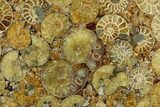 8.2" Composite Plate Of Agatized Ammonite Fossils - #130560-1